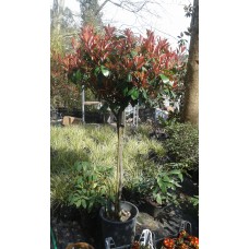 Photinia (Tige)